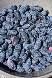 Yezberry Maxie Japanese Haskap (Lonicera caerulea 'Kuchi') at Lakeshore Garden Centres