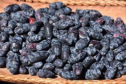 Yezberry Honey Bunch Japanese Haskap (Lonicera caerulea 'Kaido') at Lakeshore Garden Centres