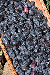 Yezberry&reg Solo Japanese Haskap (Lonicera caerulea 'Kapu') at Lakeshore Garden Centres