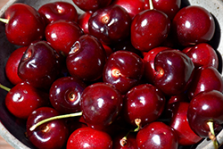 Lambert Cherry (Prunus avium 'Lambert') at Lakeshore Garden Centres