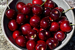 Royal Lee Cherry (Prunus avium 'Royal Lee') at Lakeshore Garden Centres