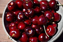 Blackgold Cherry (Prunus avium 'Blackgold') at Lakeshore Garden Centres