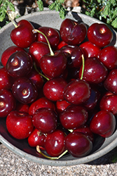 Royal Crimson Cherry (Prunus avium 'Royal Crimson') at Lakeshore Garden Centres
