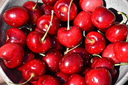 Summit Cherry (Prunus avium 'Summit') at Lakeshore Garden Centres