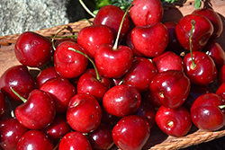 Minnie Royal Cherry (Prunus avium 'Minnie Royal') at Lakeshore Garden Centres
