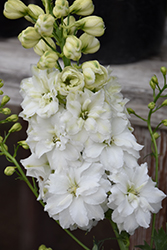 Green Twist Larkspur (Delphinium 'Green Twist') at Lakeshore Garden Centres