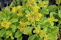 Spirit Selskian Stonecrop (Sedum selskianum 'Spirit') at Lakeshore Garden Centres