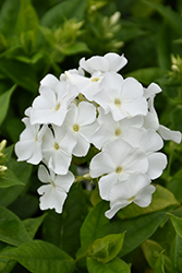 Flame White Garden Phlox (Phlox paniculata 'Flame White') at Golden Acre Home & Garden