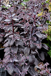 Knight Rider Stonecrop (Sedum 'Knight Rider') at Lakeshore Garden Centres
