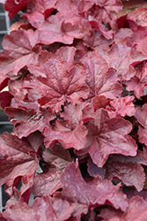 Northern Exposure Red Coral Bells (Heuchera 'TNHEUNER') at Mainescape Nursery