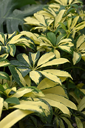Trinette Variegated Schefflera (Schefflera arboricola 'Trinette') at Golden Acre Home & Garden