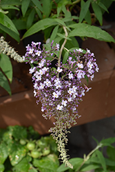 Lilac Cascade Butterfly Bush (Buddleia 'Lilac Cascade') at Lakeshore Garden Centres