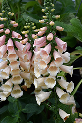 Dalmatian Peach Foxglove (Digitalis purpurea 'Dalmatian Peach') at Lakeshore Garden Centres