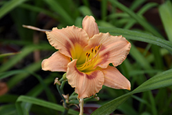 Buffy's Doll Daylily (Hemerocallis 'Buffy's Doll') at Lakeshore Garden Centres
