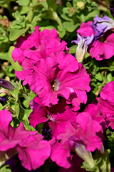 Dreams Neon Rose Petunia (Petunia 'PAS3111') at Lakeshore Garden Centres
