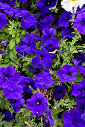Dreams Midnight Petunia (Petunia 'Dreams Midnight') at Lakeshore Garden Centres