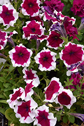 Celebrity Burgundy Frost Petunia (Petunia 'Celebrity Burgundy Frost') at Lakeshore Garden Centres