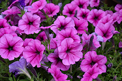 Easy Wave Rose Fusion Petunia (Petunia 'PAS1302767') at Lakeshore Garden Centres