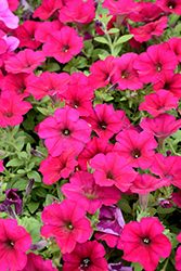 Wave Carmine Velour Petunia (Petunia 'PAS1302763') at Lakeshore Garden Centres