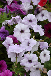 Easy Wave Silver Petunia (Petunia 'Easy Wave Silver') at Lakeshore Garden Centres
