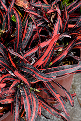 Red Mammy Croton (Codiaeum 'Red Mammy') at Lakeshore Garden Centres
