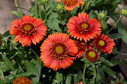 SpinTop Red Blanket Flower (Gaillardia aristata 'SpinTop Red') at Peter Knippel Garden Centre