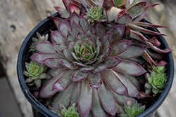 Congo Hens And Chicks (Sempervivum 'Congo') at Lakeshore Garden Centres