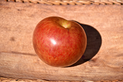 Beauty Plum (Prunus 'Beauty') at Lakeshore Garden Centres