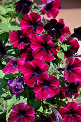 Sweetunia Johnny Flame Petunia (Petunia 'Sweetunia Johnny Flame') at Lakeshore Garden Centres