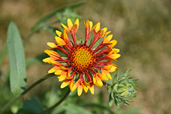 Galya Corneto Flame Blanket Flower (Gaillardia x grandiflora 'Galya Corneto Flame') at Lakeshore Garden Centres