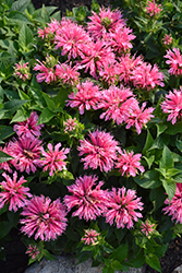 Pink Lace Beebalm (Monarda didyma 'Pink Lace') at Golden Acre Home & Garden