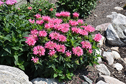 Leading Lady Pink Beebalm (Monarda 'Leading Lady Pink') at Lakeshore Garden Centres