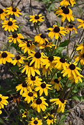 Black-eyed Susan (Rudbeckia hirta) at Peter Knippel Garden Centre