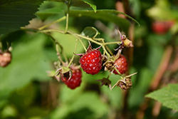 Red Raspberry (Rubus idaeus) at Lakeshore Garden Centres