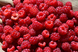 Red Raspberry (Rubus idaeus) at Lakeshore Garden Centres