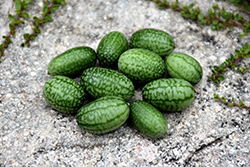 Cucamelon (Melothria scabra) at Golden Acre Home & Garden