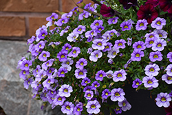 Cabaret Sky Blue Calibrachoa (Calibrachoa 'Balcabsklu') at Lakeshore Garden Centres