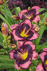 Rainbow Rhythm Storm Shelter Daylily (Hemerocallis 'Storm Shelter') at Lakeshore Garden Centres