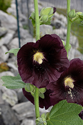 Black Beauty Hollyhock (Alcea rosea 'Black Beauty') at Lakeshore Garden Centres