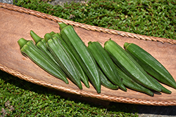 Green Fingers Okra (Abelmoschus esculentus 'Green Fingers') at Golden Acre Home & Garden