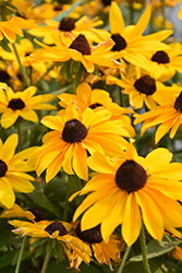 Marmalade Coneflower (Rudbeckia hirta 'Marmalade') at Lakeshore Garden Centres