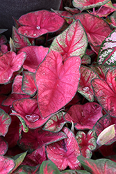 Party Punch Caladium (Caladium 'Party Punch') at Lakeshore Garden Centres