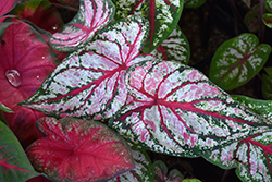 Celebration Caladium (Caladium 'Celebration') at Lakeshore Garden Centres