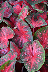Red Flash Caladium (Caladium 'Red Flash') at Lakeshore Garden Centres