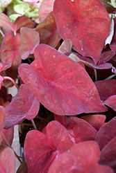 Burning Heart Caladium (Caladium 'Burning Heart') at Lakeshore Garden Centres