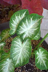 Water's Edge Caladium (Caladium 'Water's Edge') at Lakeshore Garden Centres