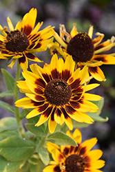Dakota Flame Coneflower (Rudbeckia hirta 'Dakota Flame') at Lakeshore Garden Centres