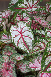 Candyland Caladium (Caladium 'Candyland') at Lakeshore Garden Centres