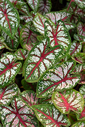Carousel Caladium (Caladium 'Carousel') at Lakeshore Garden Centres