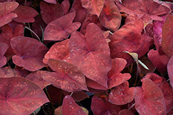 Burning Heart Caladium (Caladium 'Burning Heart') at Lakeshore Garden Centres